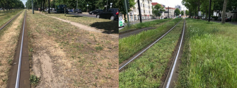 Pankower Grüne wollen Stadtnatur an Straßenbahnstrecken fördern